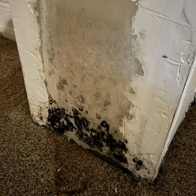 Professional Mold Removal in Sandy Springs, GA